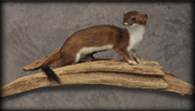 weasel